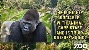 GORILLAS ARE COMING! Meet Ajari! Ajari will making his way from Houston Zoo to his new home at Congo Falls later this year to be a part of our family/breeding group! To celebrate, we’re giving away Ajari trading cards tomorrow! This is the first of an 8-part collectible trading card series, with one card for each gorilla arriving in the months ahead. Cards will be available to the first 500 guests, near the Project Selva 4D Theater, beginning at 9AM - don’t miss out! | San Antonio Zoo
