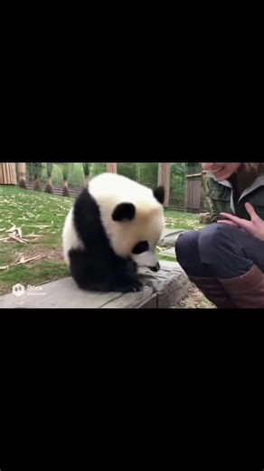 🐼 Too much cuteness in one video! Watch this adorable panda melt your heart 💖