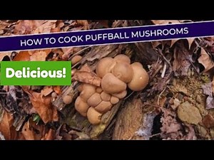 The Mushroom Hunter's Guide to Cooking Puffballs