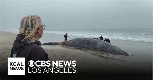 Toxic algae bloom continues to kill wildlife