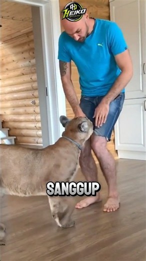 🔥Kenapa Puma Ini Harus Tinggal Bersama Manusia Seumur Hidup? 🐆💔