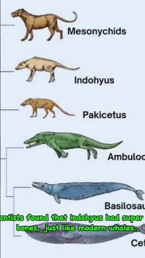 This tiny animal is the ancestor of whales 😳🐋📄 Description: