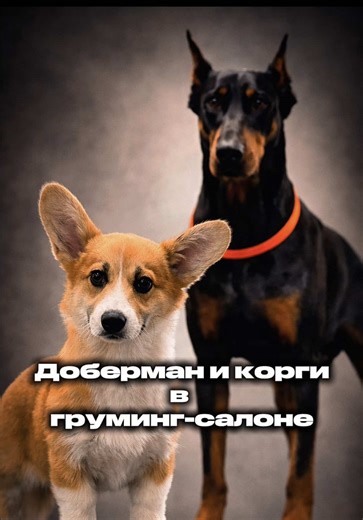 ДОБЕРМАН И КОРГИ В ГРУМИНГ-САЛОНЕ #շներ #գրումինգ #Երևան #Հայաստան #armenia @groom_yerevan