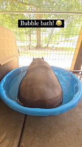 Bubble bath 🐷😂💨 | Pigvibes