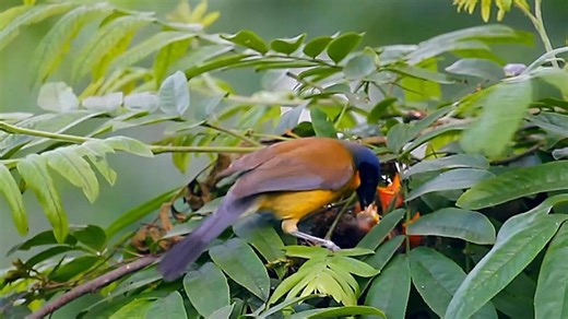 There is a bird in east China's Jiangxi Province so rare that it has come to be known as the "fairy bird." Travel with us to Wuyuan County to see its vibrant blue feathers and hear its crisp call! | Xinhua Culture&Travel