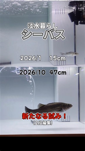 淡水暮らしのシーバスさん 1.8m水槽での混泳や10ヶ月前の動画を並べて編集してみました！成長率や以前の混泳動画等、取り入れての編集です。#シーバス