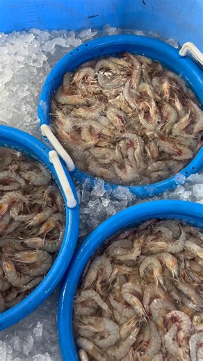 Best In Cocodrie #faithfamilyshrimp #cocodrielouisiana | Faith Family Shrimp Company