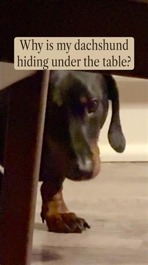 There’s only one reason my dachshund hides under the table… and it’s not what you think #anxiousdog