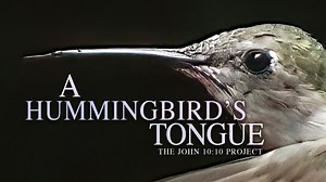 To fuel its heart and wings, a hummingbird eats 4-8 times an hour. The mechanisms that enable the bird to consume several times its body weight in nectar each day are revealed in this unforgettable study of biological engineering and intelligent design. SIGN UP NOW FOR FREE ACCESS TO MORE FILMS AND RESOURCES BY GOING HERE: https://thejohn1010project.com/sign-up.html | The John 10:10 Project