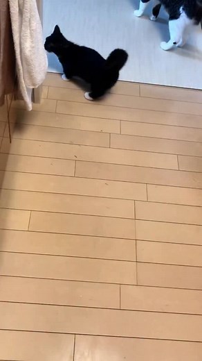 A rare clip: Kitten Uni’s tiny meows 子猫うにの鳴き声 #catsofinstagram #sillycat #cutecat | Unico-uniuni