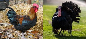 Difference between turkey and chicken
