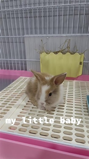 添加新成员#rabbit #hamsters #cat