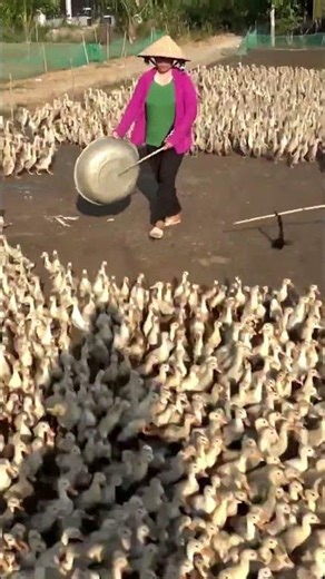 Amazing Duck Farm | Process of Producing Ducks For Eggs and Meat #wildlife #animals #shorts #cute