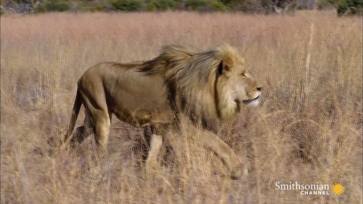 20K views · 204 reactions | As some of nature's most impressive...