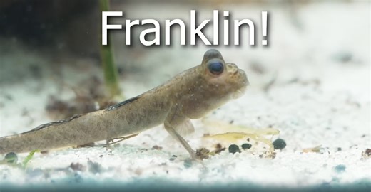 I built a parkour course for my walking fish!