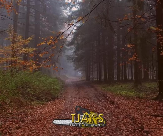 “The Wind Test Trick” Here’s a secret arborists use: If a tree twists in the wind instead of simply swaying, the trunk often has internal weakness even if the bark looks perfect. Twisting = hidden cracks or compromised structure. Swaying = generally normal movement. If your tree looks like it’s “spiraling” during storms, it’s time for a professional evaluation. 🌳 Storm Prep | Trimming | Removals | Crane Work 📞 813-309-0665 | TJays Tree Service