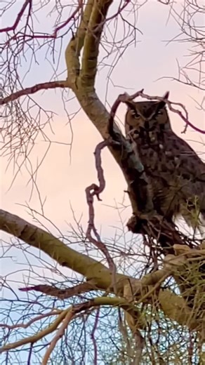 Jeremy Johnson on Instagram: "This Hummingbird dive bombing this Great Horned Owl is the only reason I was able to see the Owl. Hummingbirds sometimes “mob” or monitor large birds, keeping a close eye on potential threats. The result is that they often hover nearby, creating the impression they’re following the Owls."