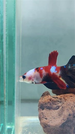 betta samurai vs betta galaxy #fishvideo #betta #bettafish
