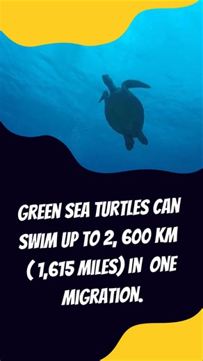 Wildlife Wednesday: Fun Facts About Green Sea Turtles!