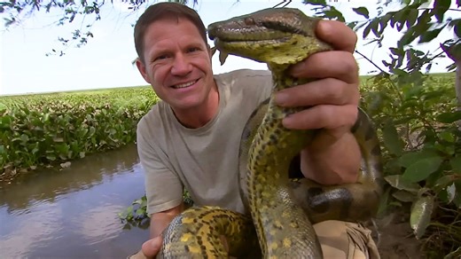 America’s Deadliest Snakes in the Wild