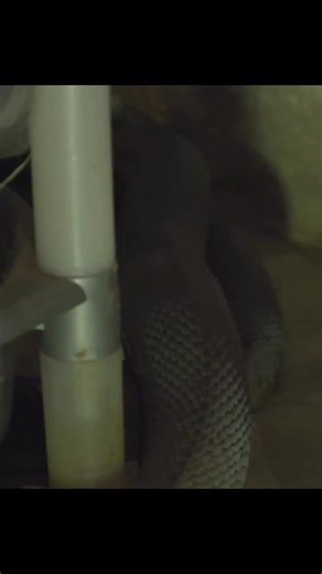 Snake City (@snake.city.fans)’s videos with original sound - Snake City