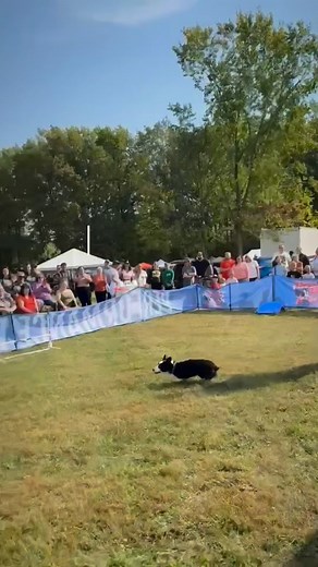 🍁🦃 Happy Thanksgiving from Performance Dogs of Ohio! 🐾❤️ This week our dogs are especially thankful… mostly for leftover turkey, the humans who throw perfect discs, and every crowd that cheers them on like they’re Super Bowl champions. But truly—we are thankful for YOU. From halftime shows to festivals, schools, libraries, and everywhere in between, your support has lifted our pups (literally… very high into the air 😂) and kept our team chasing dreams all year long. Whether you’re celebratin