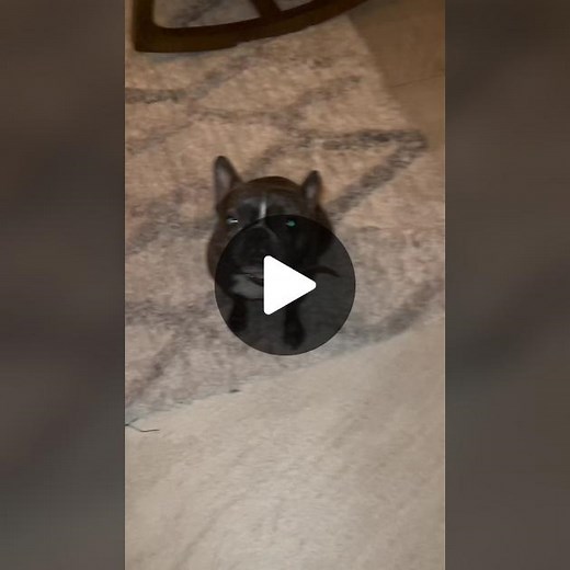 Adorable Dogs Compilation with Canecool and Inaki Godoi