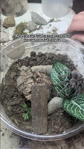 Salmon Pink Birdeater Tarantula (Lasiodora Parahybana) Is Fast for Food #tarantula #spider