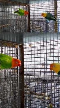 Best Time for Lovebirds Breeding 🐦 | Perfect Cage Setup Guide for Success!