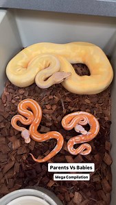 6.3K views · 39K reactions | Parents Vs Babies Ball Python Mega Compilation! | BALLS of FURY | Facebook