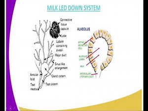 Agriculture form 4 , milk secreation and milk let down systeam, lesson 21