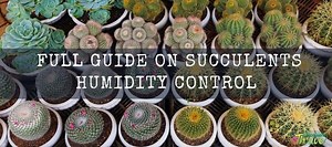 15 Adorable Succulents That Stay Small - Tiny Succulents | Succulent Thrive