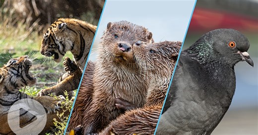 Sneak Peek: The New Season of NATURE: Jane Goodall, Attenborough & More