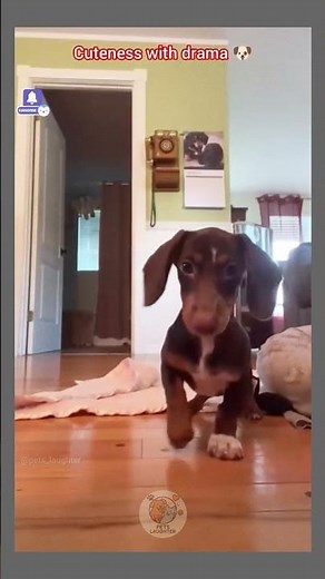 cutest and Funniest dogs reactions ever 🤣 | Expressions, chaos & comedy that are too cute to handle💓