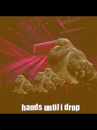 Pigeons party #pigeon #tuff #foryoupagе #abcxyz