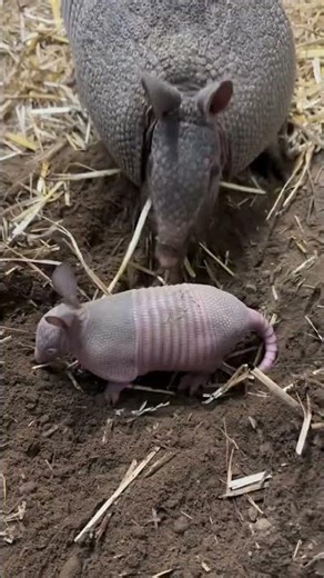 Armadillo Nature’s Armored Survivor | Amazing Animal Facts 🦔