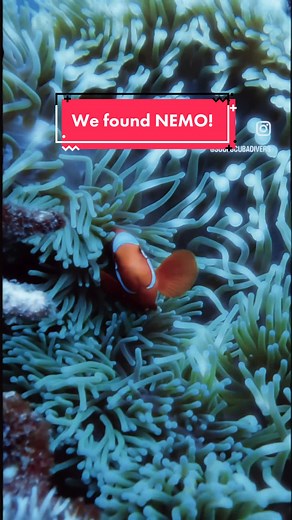 Soul Scuba on TikTok