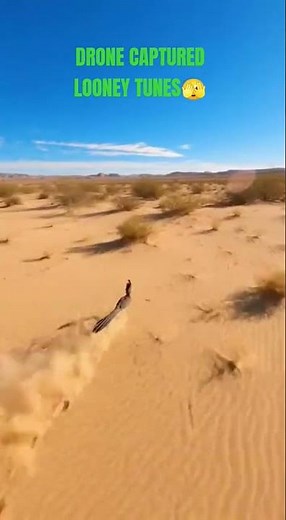 Looney Tunes "Fast and Furry-ous" captured by drone 😂 #coyote #roadrunner
