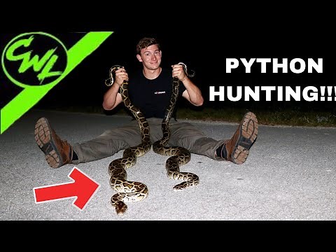 HUNTING FOR PYTHONS IN FLORIDA!!!