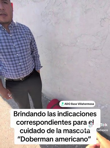 Cuidados y Alimentación del Doberman Americano