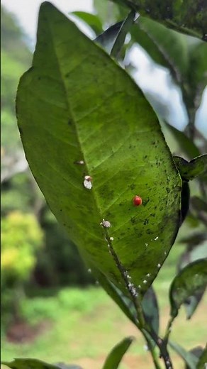 Bugs That Eat Bugs? Meet the Robber Fly and Ladybug #EcoFriendlyFarming #FarmLife #TaichungFarm #...