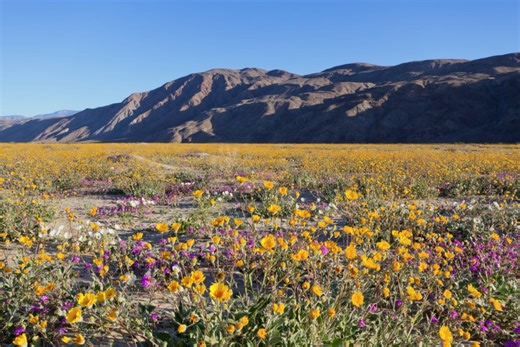 This interactive map shows California campsites near wildflower blooms
