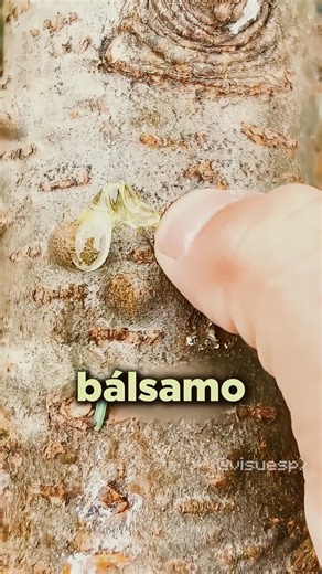 Hasta a los árboles les salen granos!