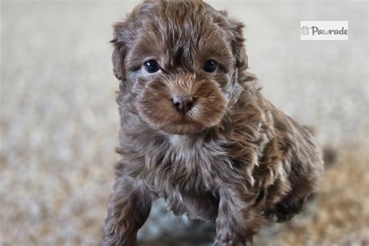 Nole - Shih-Poo Puppy B008EB