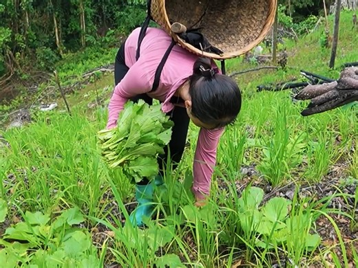 How to build and design a simple water tank - Harvest wild mustard greens to sell at the market | Bushcraft TV
