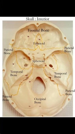 Anatomy of human skull ☠️ #biology #nurse #neet #doctor