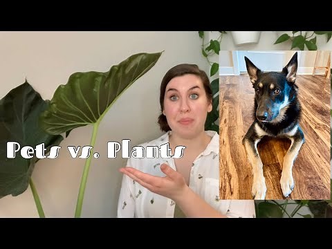 How To Keeping Your Pets Out Of Your Plants - Keeping Your Dog From Digging In Your House Plants