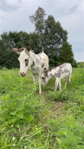 Have You Ever Seen a Baby Donkey?