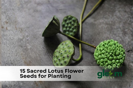 15 Sacred Lotus Flower Seeds | Nelumbo Nucifera - Etsy