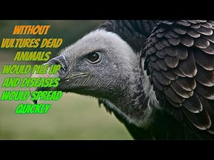 Amazing Facts About Vultures 🦅 | Documentary Style
